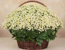 Цветочная композиция из Ромашки в корзине #REPLACE_PRED# Кузьмоловском