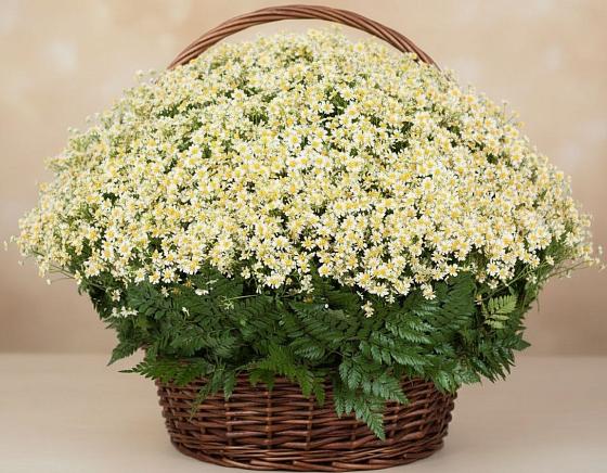 Цветочная композиция из Ромашки в корзине в Кузьмоловском
