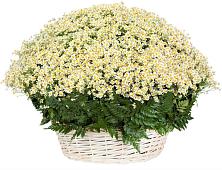 Цветочная композиция из Ромашки в корзине #REPLACE_PRED# Кузьмоловском